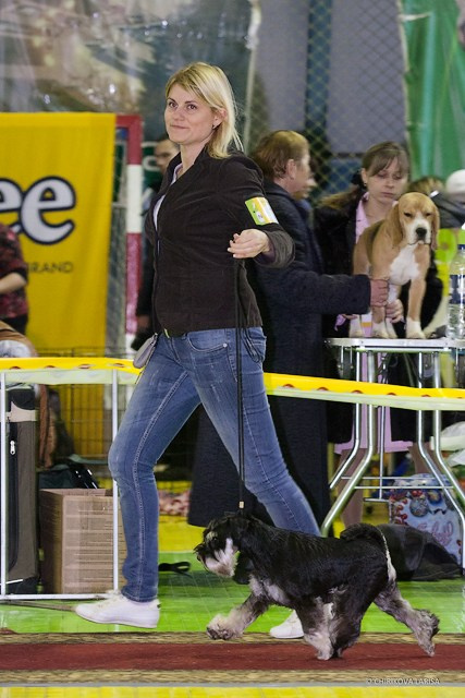 Питомник Делинсо Бэлэнс, щенки цвергшнауцера, купить щенка цвергшнауцера, питомник цвергшнауцеров, кобель цвергшнауцера для вязки, щенок цвергшнауцера, питомник цвергшнауцеров, черный с серебром, цверг, лучший питомник в беларуси, питомник цвергшнауцеров минск