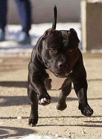 американский булли в прыжке 