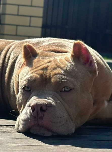 официальный питомник American Bully в Тюмени