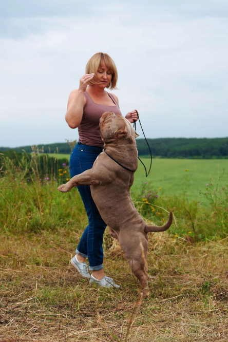 Официальный питомник американских булли в Питере 