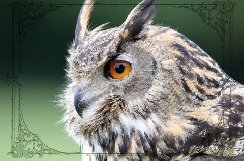 Тотемный талисман Сова