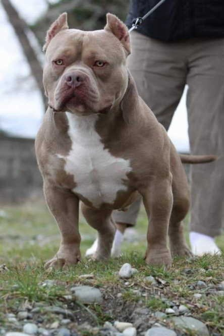 серьезный американский булли в стойке на фотосессии на природе