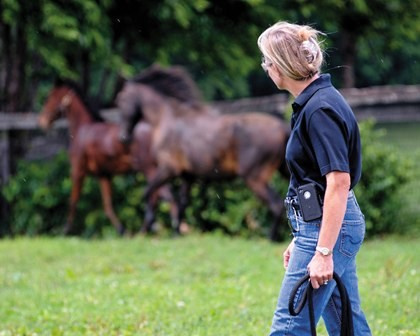 How to buy a horse. Liana Antanovich | Equestrian Strategies