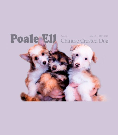 Litter B. Chinese Crested Dog Kennel Poale Ell