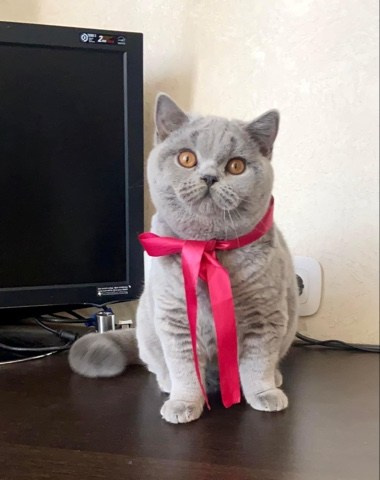 Enigma. Mauna Gastonia