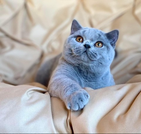 Enigma. Mauna Gastonia