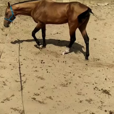 Бахрам-Даг. Продажа ахалтекинских и полукровных лошадей