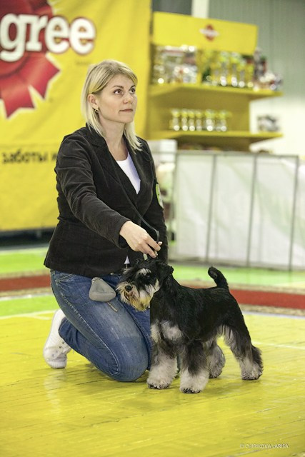 Питомник Делинсо Бэлэнс, щенки цвергшнауцера, купить щенка цвергшнауцера, питомник цвергшнауцеров, кобель цвергшнауцера для вязки, щенок цвергшнауцера, питомник цвергшнауцеров, черный с серебром, цверг, лучший питомник в беларуси, питомник цвергшнауцеров минск