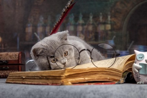 Enigma. Mauna Gastonia