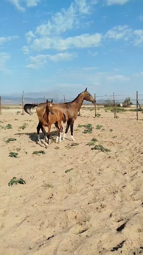 Баллюстрада. Продажа ахалтекинских и полукровных лошадей