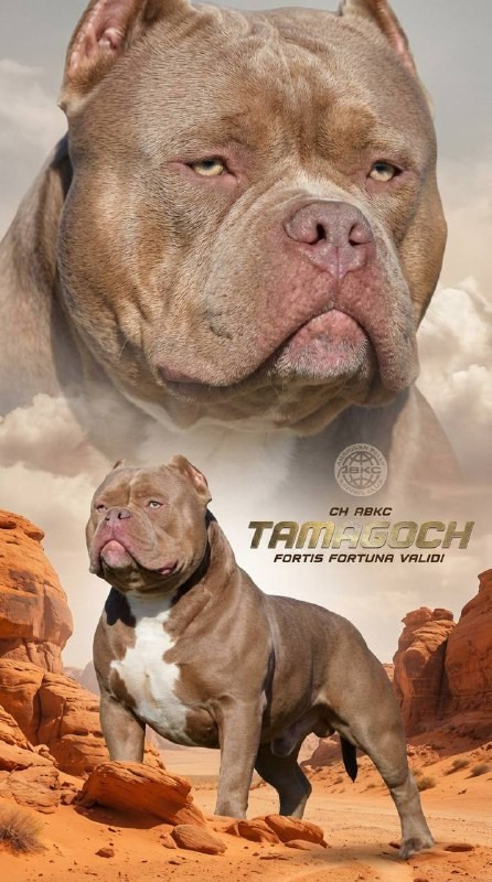 Щенки Американский булли. ПИТОМНИК СОБАК ПОРОДЫ АМЕРИКАНСКИЙ БУЛЛИ