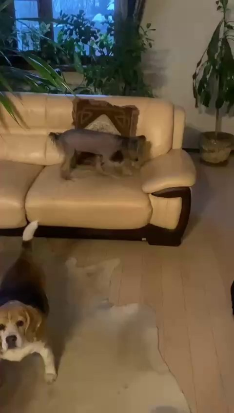 Нерону (Zlato Dinastii Neron) — 14 лет. Поздравляем тебя, наш знаменитый папа!. Питомник китайских хохлатых собак Poale Ell: купить щенка