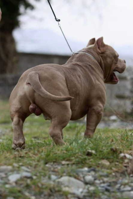 American Bully на фото вид сзади