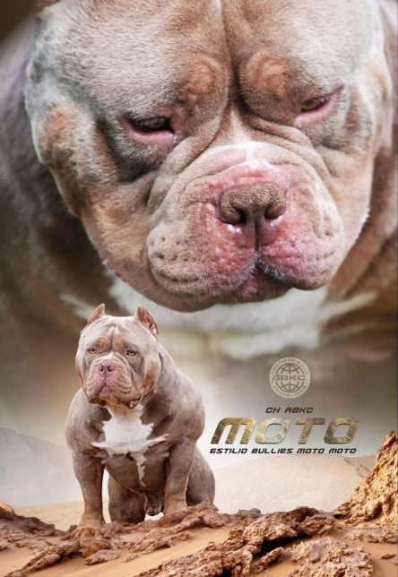 Презентация булли стандарт в лиловом окрасе