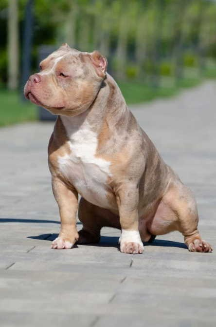 мраморный булли на зеленом фоне 