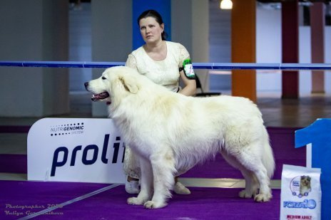 Монопородные выставки. Фотограф-анималист Юлия Германика