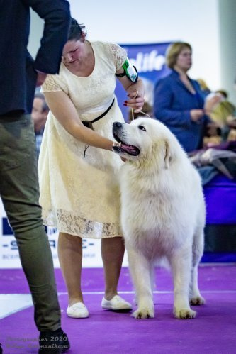 Монопородные выставки. Фотограф-анималист Юлия Германика