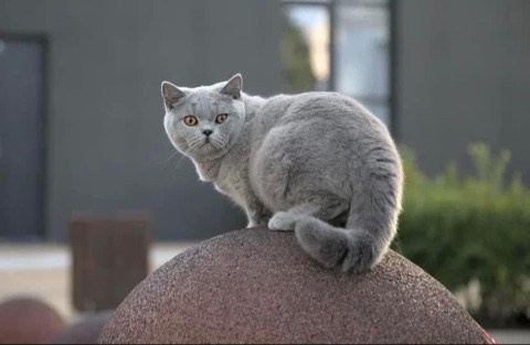 Enigma. Mauna Gastonia