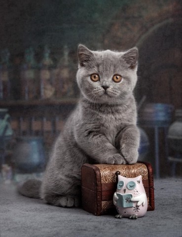 Enigma. Mauna Gastonia