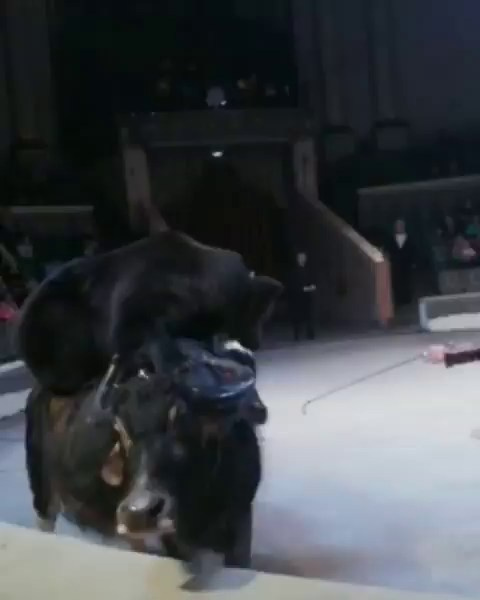 🎪 Огромное спасибо за волшебство, @circusrnd! 🌟