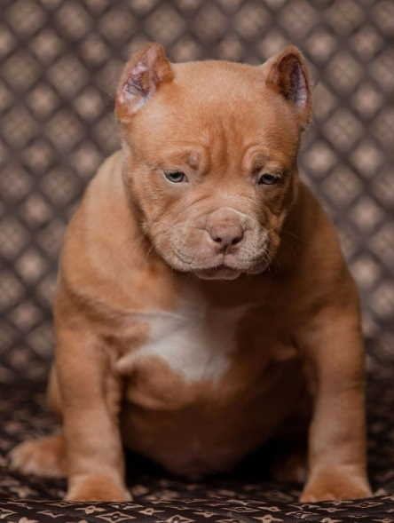 продажа щенков American Bully в Владивостоке