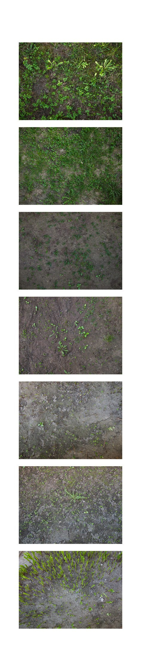 Seven of fifty-six grass samples from central Riga, taken on April 25th-26th. Locations, top to bottom:Vesetas, S | Vesetas/Zaubes, E | Zaubes, W | Zaubes, W | Zaubes, W | Zaubes, W | Zaubes, W. Pigment print, 40x190 cm