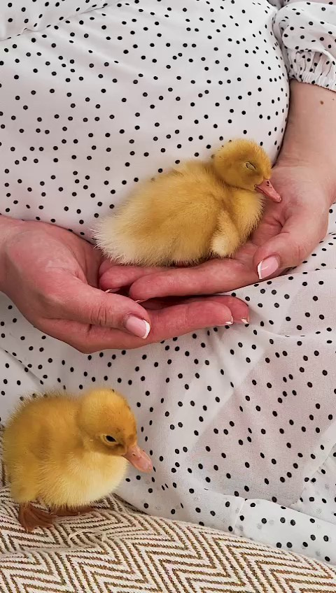 Видео. Content Studio фотостудия