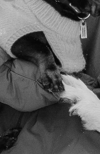 Маша, Рэм и Ньютон. Фотограф-анималист Богданова Полина