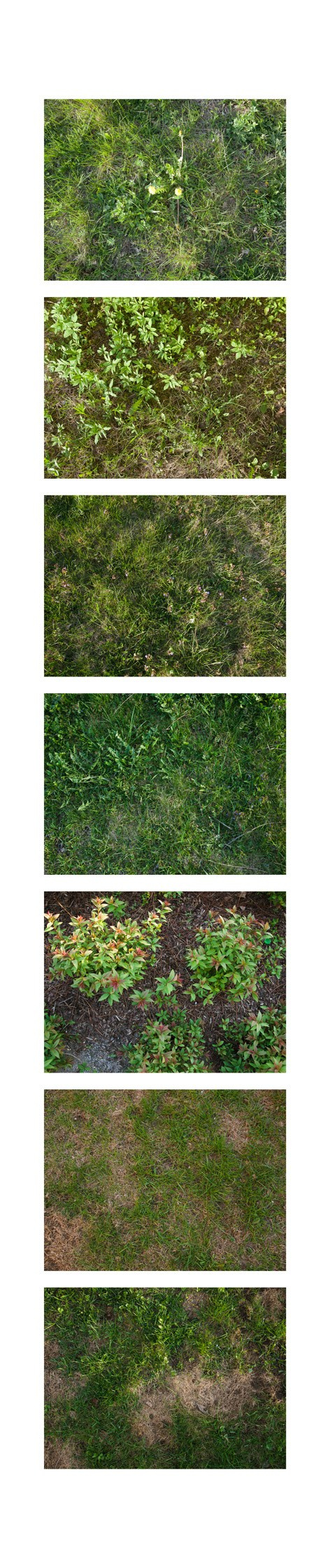 Seven of fifty-six grass samples from central Riga, taken on April 25th-26th. Locations, top to bottom:Skanstes/Mālpils, S-E | Skanstes/Mālpils, S-E | Skanstes/Mālpils, S-E | Grostonas/Mālpils, N-W | Vesetas, N | Vesetas, S | Vesetas, S. Pigment print, 40x190 cm