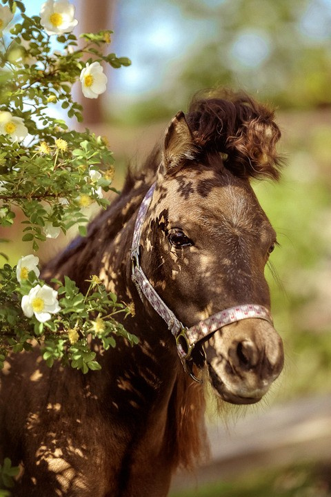 Фотосессии с лошадьми летом. Фотограф женский и мужской портрет Санкт-Петербург