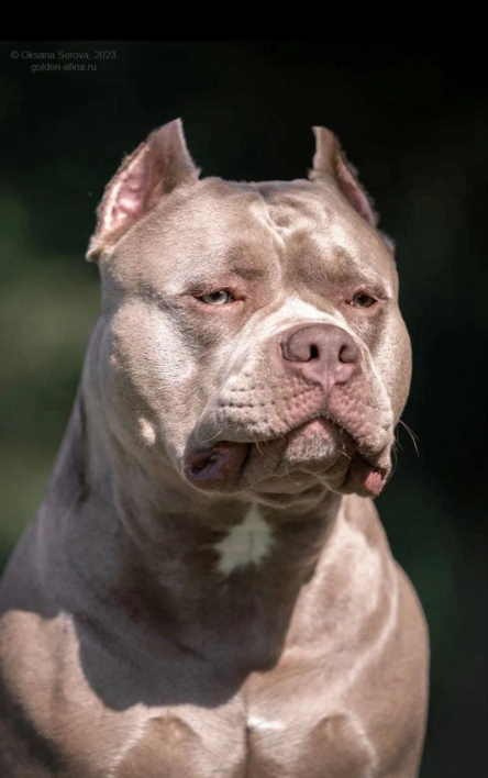 купить американского булли в Крыму 