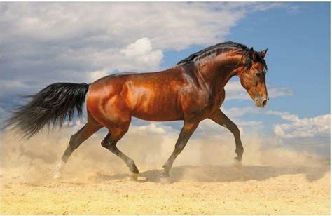 How to buy a horse. Liana Antanovich | Equestrian Strategies