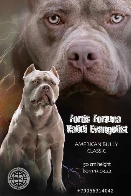 American Bully - презентация булли классик