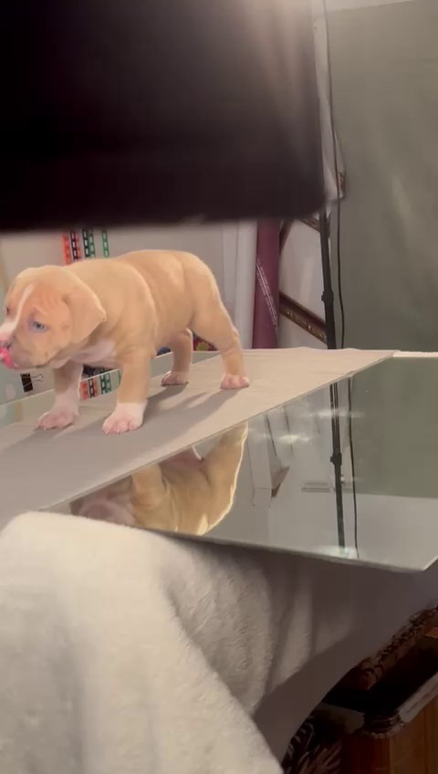 Сука Американского Булли стандарт Рокси (BULLY LOVERS ROXY) | TPOS