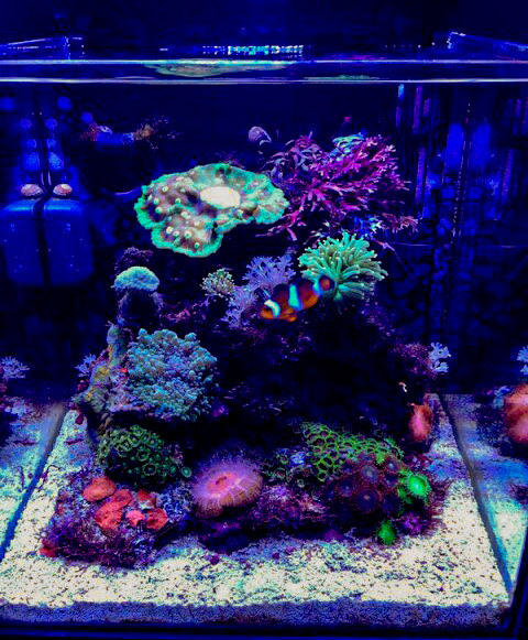 Морские аквариумы. Портфолио Максима Ерёмина. Аквариумист Максим Ерёмин. Aqua Maxim