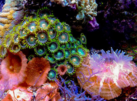 Морские аквариумы. Портфолио Максима Ерёмина. Аквариумист Максим Ерёмин. Aqua Maxim