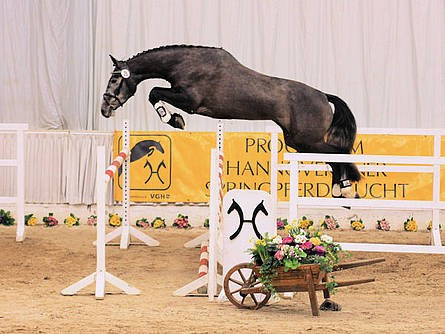 How to buy a horse. Liana Antanovich | Equestrian Strategies