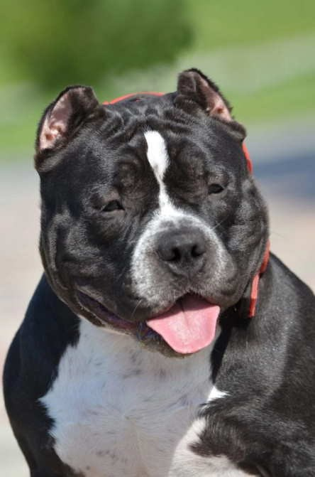 красивая булли сука в черном окрасе