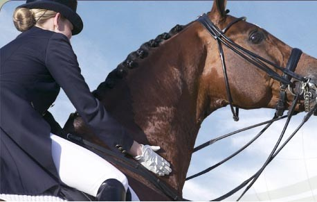 How to buy a horse. Liana Antanovich | Equestrian Strategies
