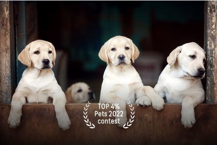 ПУБЛИКАЦИИ. Семейный и детский фотограф в Ростовской области Новикова Ирина мастер