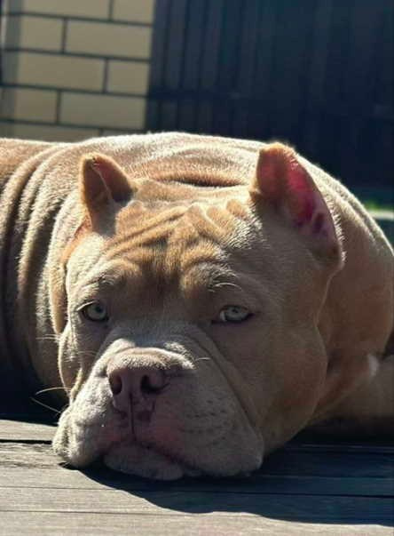 продажа щенков American Bully в Калининграде