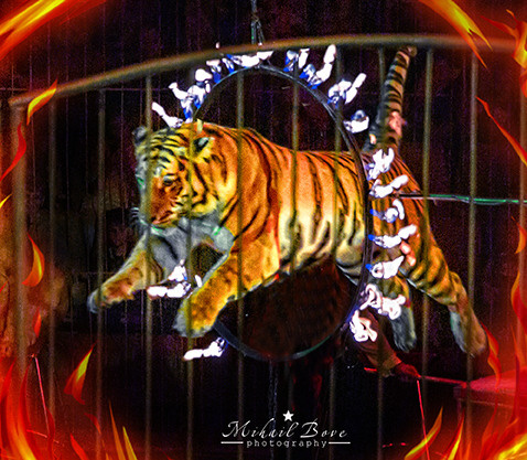 Шоу тигров и львов. Фотограф для маркетплейсов Михаил Бове