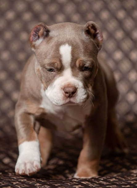 официальный питомник американский булли в Владивостоке 