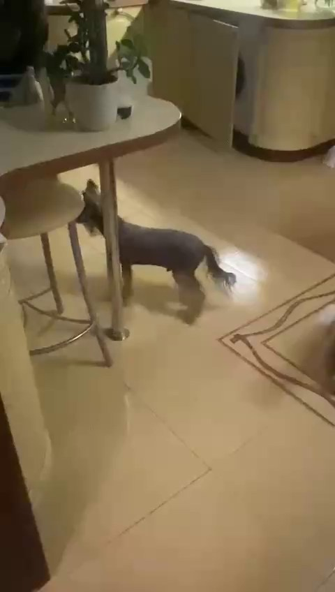 Нерону (Zlato Dinastii Neron) — 14 лет. Поздравляем тебя, наш знаменитый папа!. Питомник китайских хохлатых собак Poale Ell: купить щенка