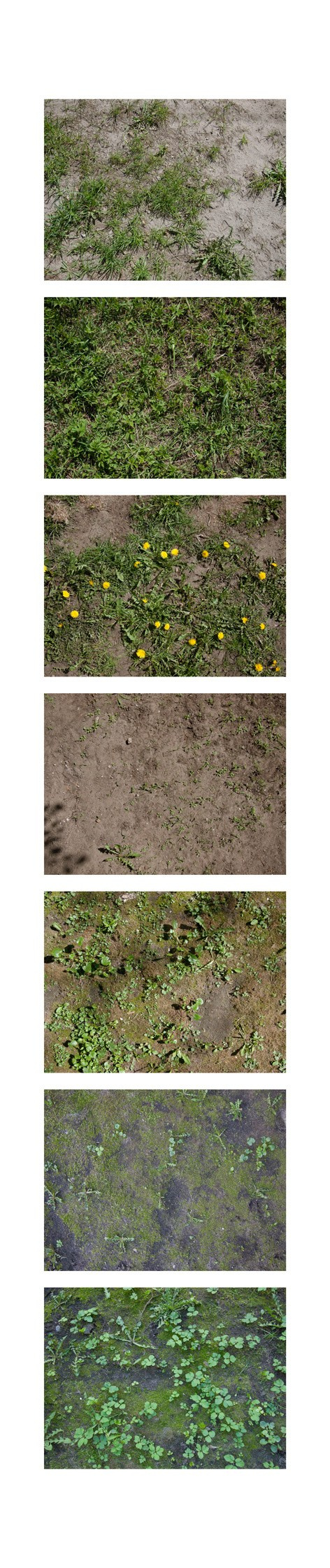 Seven of fifty-six grass samples from central Riga, taken on April 25th-26th. Locations, top to bottom:Krišjāņa Valdemāra/Nītaures, N-W | Krišjāņa Valdemāra/Nītaures, N-W | Krišjāņa Valdemāra/Nītaures, S-E | Nītaures, N-W | Nītaures/Tomsona, S-W | Nītaures/Tomsona, S-E | Nītaures/Tomsona, S-E. Pigment print, 40x190 cm