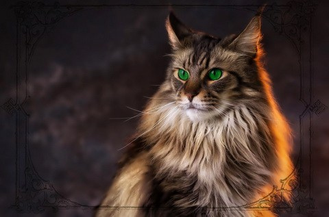 Уникальная кошка, легенда о большой красивой и умной кошке 