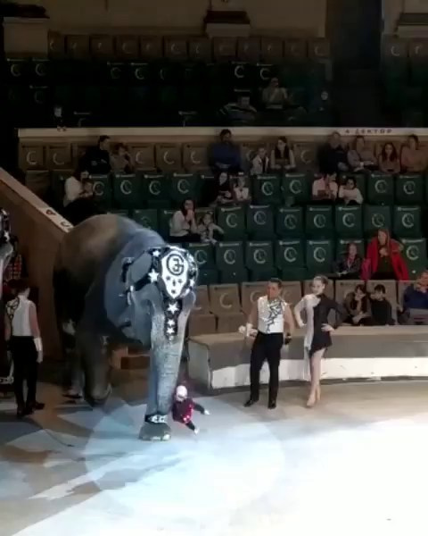 Новогоднее чудо продолжается: восторг от циркового шоу «Слоны и Дед Мороз»