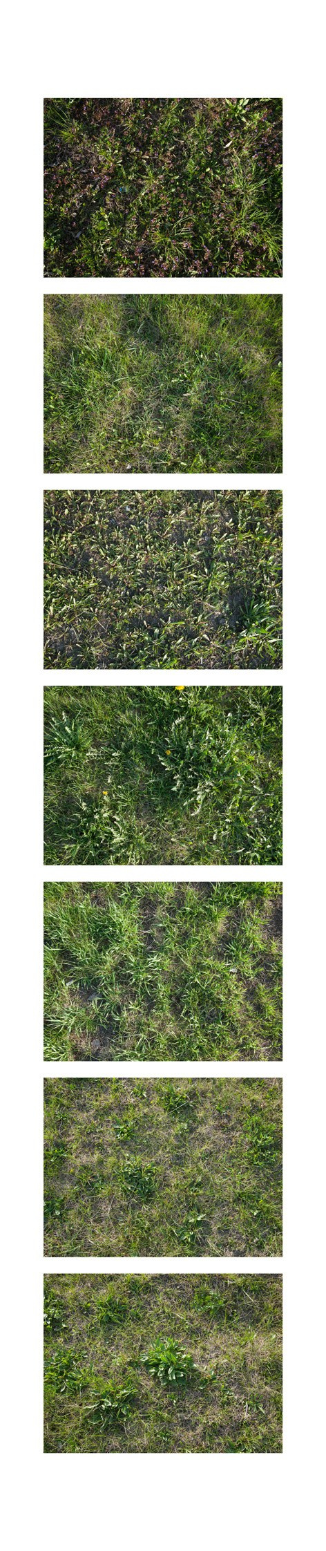 Seven of fifty-six grass samples from central Riga, taken on April 25th-26th. Locations, top to bottom:Skanstes/Sporta, N-W | Skanstes/Sporta, N-W | Skanstes/Sporta, S-E | Skanstes/Sporta, S-E | Skanstes/Sporta, S-E | Skanstes, S | Skanstes, S. Pigment print, 40x190 cm. 