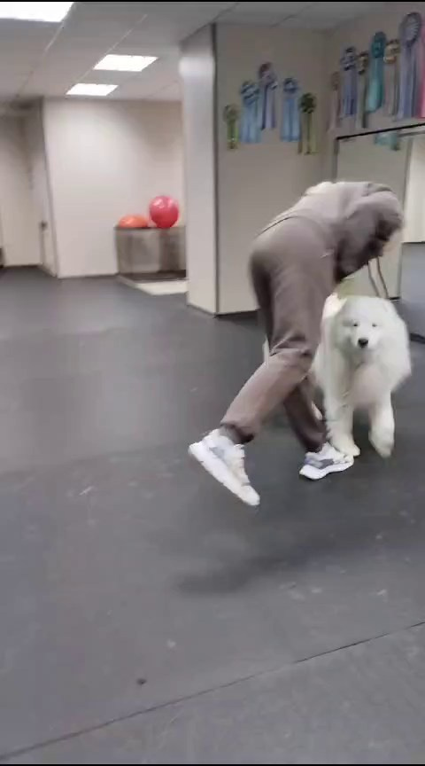 Помет «К» 17.09.2021 д. р. Самоед Новосибирск