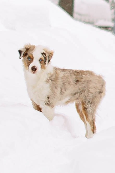 Миниатюрные американские овчарки. Прогулка в парке. Фотограф Александра Кузнецова